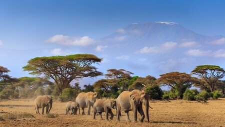 Serengeti & Kilimanjaro