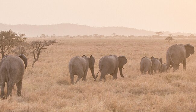 Serengeti-Pfad