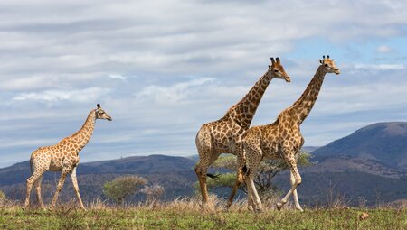 Serengeti Trail