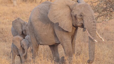 Serengeti Trail