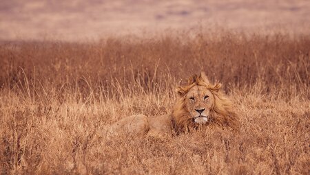 Serengeti Trail