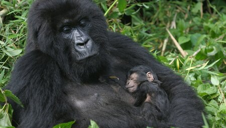 Gorillas & East Africa Safari