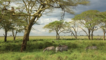 Road to Zanzibar