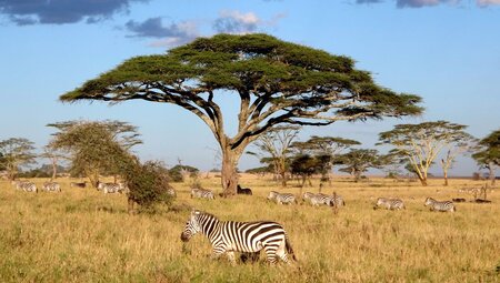 Nairobi to Stone Town