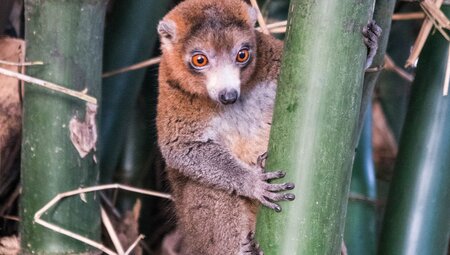 Comoros: Wildlife Expedition