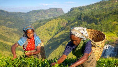 Premium Sri Lanka 