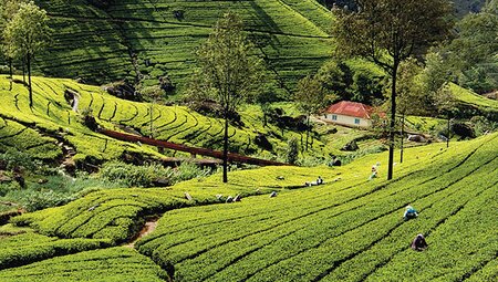 Sri Lanka: Hike, Bike & Kayak