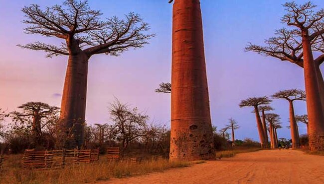 Madagascar Baobabs & Beyond