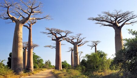 Madagascar Baobabs & Beyond