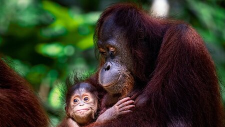 Borneo Family Holiday Comfort