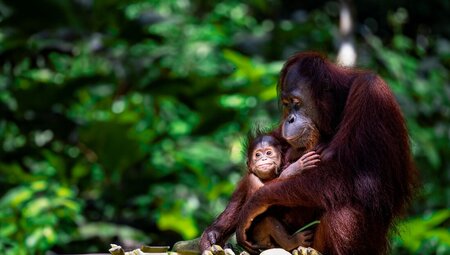 Classic Borneo