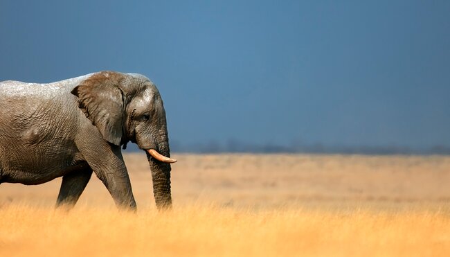 Namibia Discovery