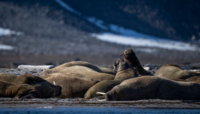 Svalbard: North to the Midnight Sun (Ocean Albatros) 
