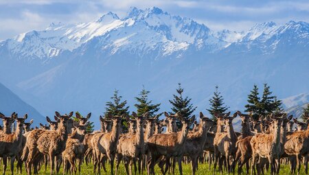 Premium New Zealand Encompassed