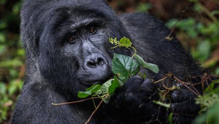 Premium Rwanda & Gorillas of Uganda