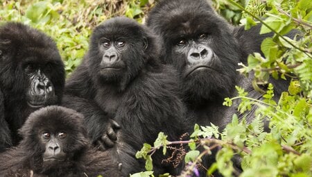 Remarkable Rwanda & Gorillas of Uganda