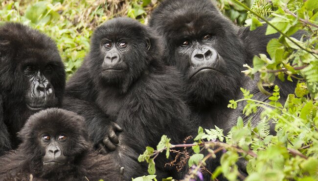 Rwanda Gorilla Naming Ceremony & Uganda