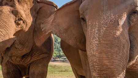 Chiang Mai & Elephant Experience 