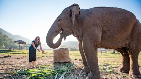 Chiang Mai & Elephant Experience 