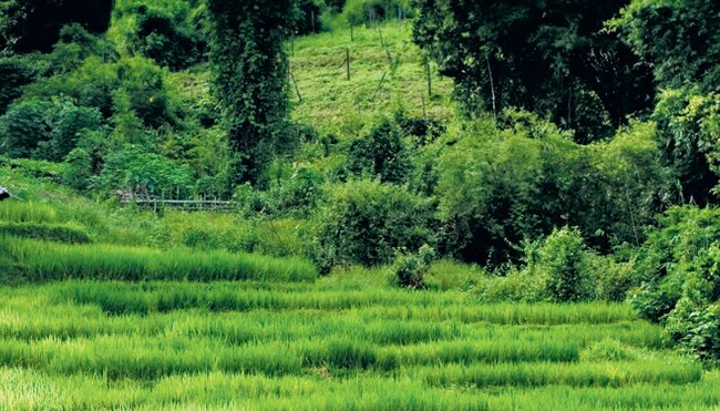 Beautiful Northern Thailand