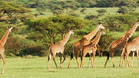 Serengeti & Ngorongoro Safari