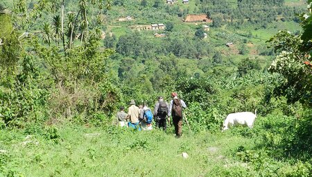 Uganda Gorilla Short Break: Original