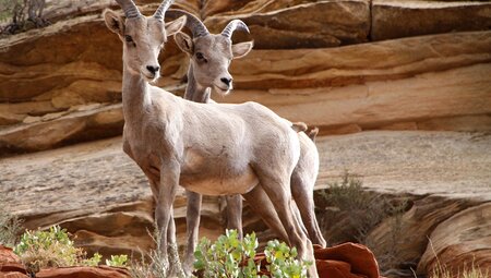 Zion Family Ranch Stay 
