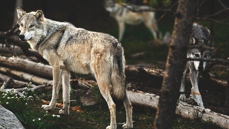 Yellowstone and Grand Teton Adventure