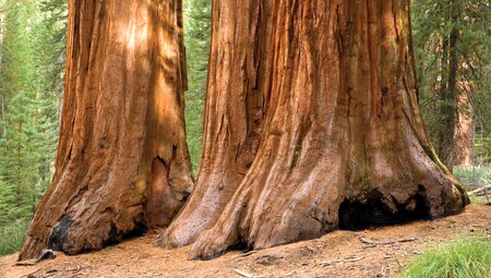 Walking in California's Sierra Nevada
