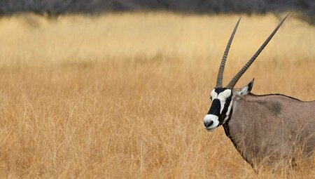 Essential African Safari