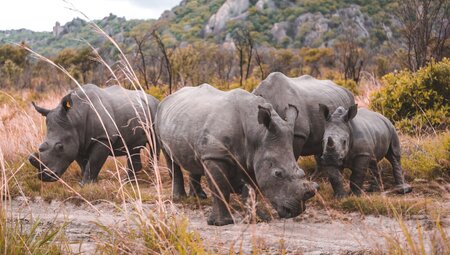 Essential African Safari