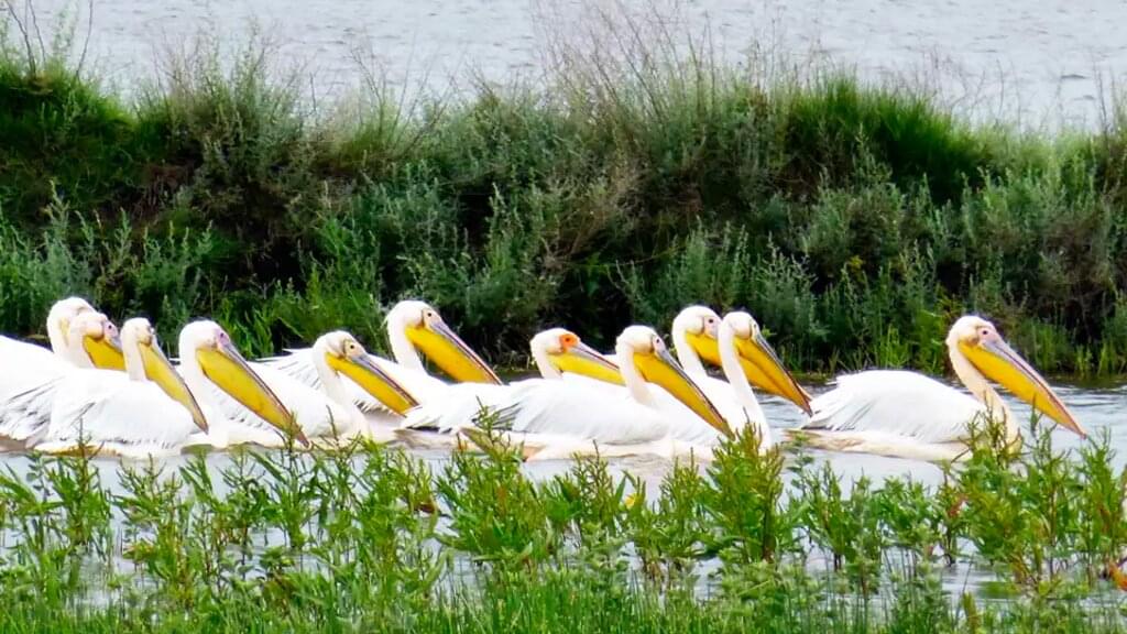 Rumänien – Aktiv durch Donaudelta und Siebenbürgen