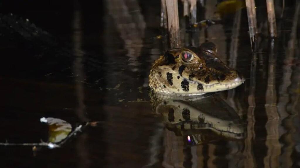 Bolivien – Madidi Nationalpark