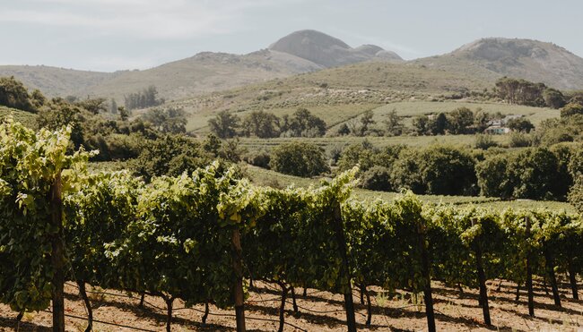 Südafrika - der Wein Trail