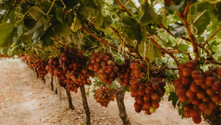 Südafrika - der Wein Trail