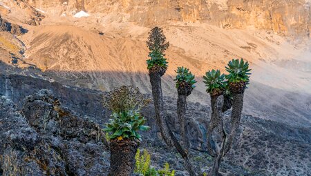 Kilimanjaro - Lemosho Route mit Crater Camp