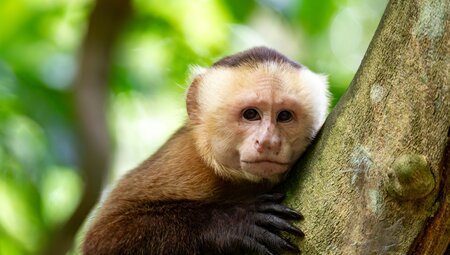 Costa Rica naturnah erwandern