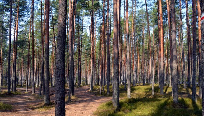 Das Baltikum gemütlich erwandern