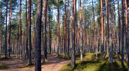 Baltikum Estland Lahemaa Nationalpark
