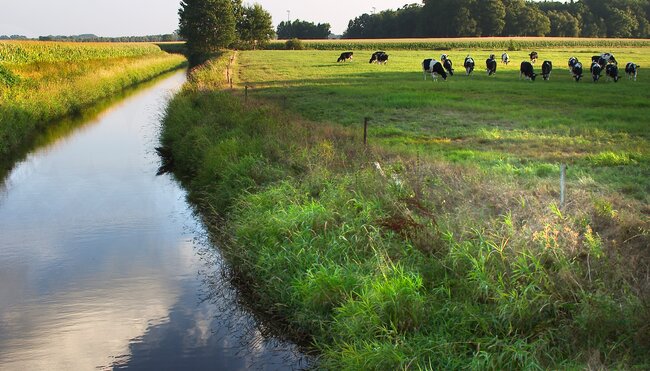 Ostfriesland Kühe auf der Weide