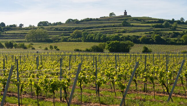 Weinanbau in der Rheinregion