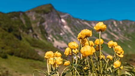 Das Allgäu naturnah entdecken - von sanften Wiesen zu markanten Gipfeln