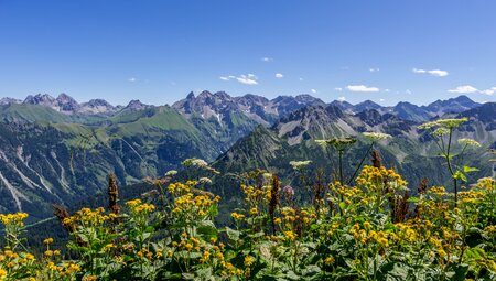 Das Allgäu naturnah entdecken - von sanften Wiesen zu markanten Gipfeln