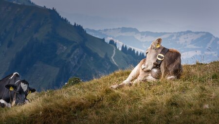 Das Allgäu naturnah entdecken - von sanften Wiesen zu markanten Gipfeln
