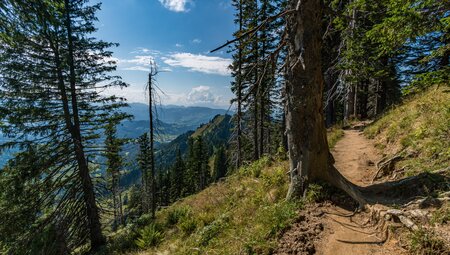 Das Allgäu naturnah entdecken - von sanften Wiesen zu markanten Gipfeln