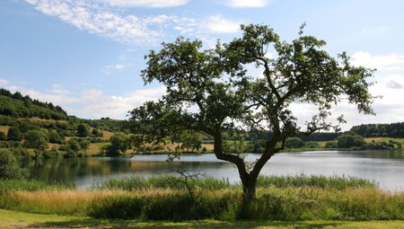 Lavakegel, Kraterseen und Geysire - Wanderungen in der Vulkaneifel