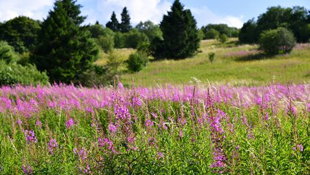 Die Rhön - das Land der offenen Fernen gemütlich erwandern