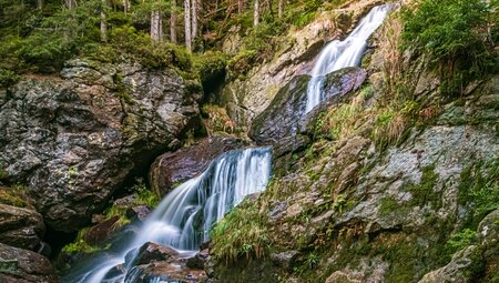 Deutschlands Wildnis - naturnah im Nationalpark Bayerischer Wald