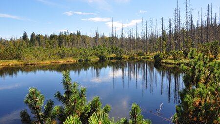 Deutschlands Wildnis - naturnah im Nationalpark Bayerischer Wald