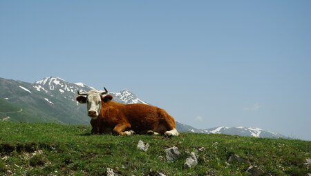 Nationalpark Stilfserjoch naturnah entdecken - Sonnenseite der Alpen